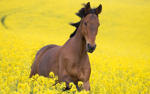Graceful and Magnificent Horse