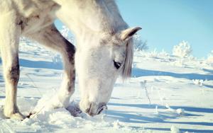 Graceful White Horse Grazing in Snow horse wallpaper