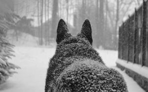 Grand Wolf in the Snow wolf wallpaper