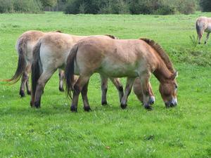 Grazing Przewalski’s Horses horse wallpaper