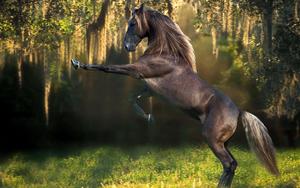 Grazing the Fields 