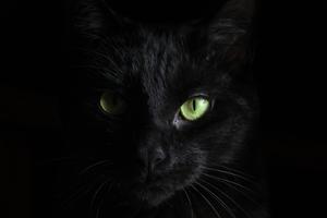 Green Eyed Cat Black And White PFP black and white pfp wallpaper