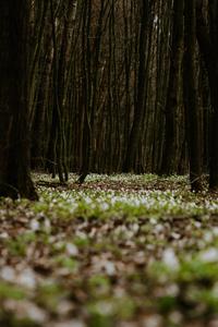 Green Forest Ground forest wallpaper
