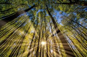 Green Forest In Spring Season spring wallpaper