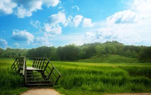 Green Forest Park Nature nature wallpaper