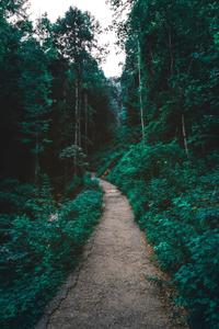 Green Forest Pathway forest wallpaper
