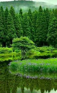 Green Lake Nature Picture nature wallpaper