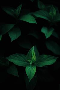 Green Leaves Oled oled wallpaper