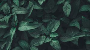 green leaves on a black background Wallpaper