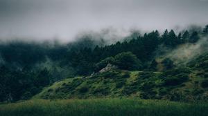 Green Misty Forest forest wallpaper