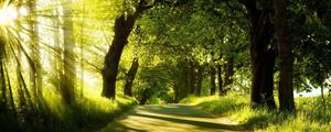 Green Nature Park View nature wallpaper