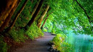 Green Trees On Pathway Nature nature wallpaper