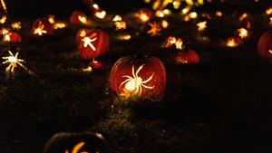 Halloween Pumpkin Lantern Spiders halloween wallpaper