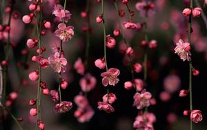 Hang onto the beauty of spring with flowers on your desktop spring desktop wallpaper