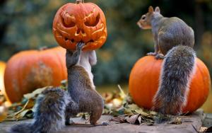 Happy Halloween from these two squirrels! halloween wallpaper