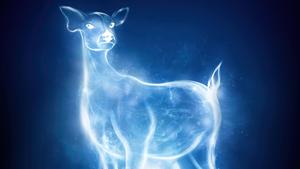 Harry Potter casts a Patronus Charm. harry potter wallpaper