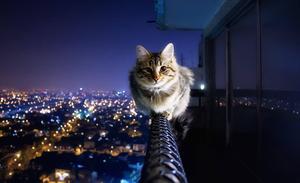 HD Cat And City View  Wallpaper