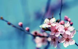HD Cherry Blossom Flowers  Wallpaper