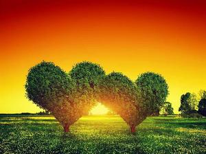 Heart Trees Full Desktop Screen Hd full screen hd desktop wallpaper