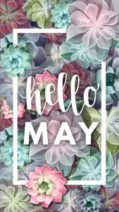 Hello May Colorful Succulents may wallpaper