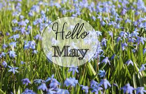 hello may in the grass may wallpaper