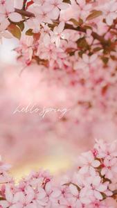 Hello Spring Cherry Blossom spring wallpaper