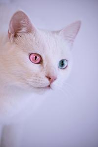 Heterochromia Cute Cat PFP cute cat pfp wallpaper
