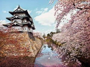 Hirosaki Castle Cherry Blossom Picture cherry blossom wallpaper