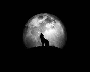 Howling Wolf Black And White PFP black and white pfp wallpaper