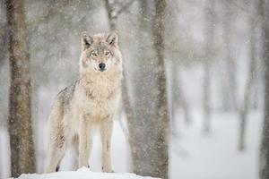Howling Wolf in the Wild wolf wallpaper