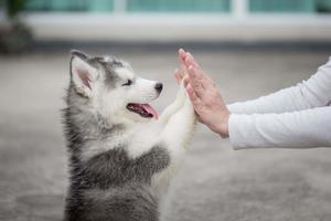 Husky Puppy High Five puppy wallpaper