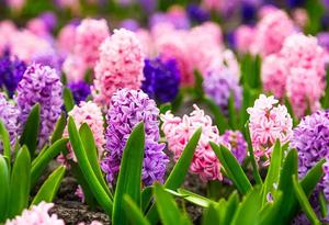 Hyacinth Flower Patch Picture flower wallpaper