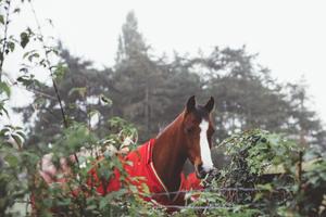 Image A Spectacular Brown Horse in a Red Suit horse wallpaper