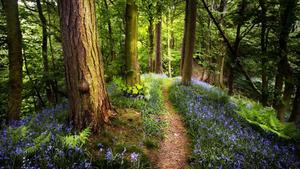 Image A Stunning Garden in Full Bloom spring wallpaper