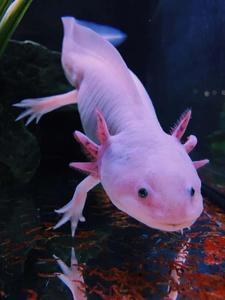 Image "Axolotl Underwater, Mexico" axolotl wallpaper