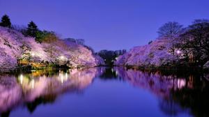 Image Beautiful Sakura Tree Reflected in a Calm Lake spring desktop wallpaper