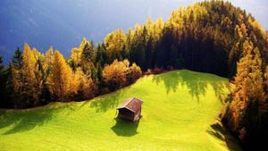 Image Bright Greenery in a Field in Germany 1080p wallpaper
