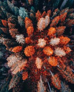 Image Capture the Colors of Fall with an Iphone fall iphone wallpaper