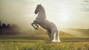 Image Majestic White Horse Rearing horse wallpaper