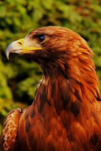 Immerse yourself in the largest display in the world with the newest Eagle Iphone eagle iphone wallpaper
