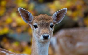 Innocent Forest Deer forest wallpaper
