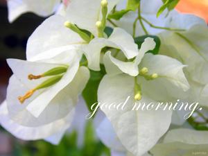 Inspirational Good Morning Fresh Flowers good morning wallpaper