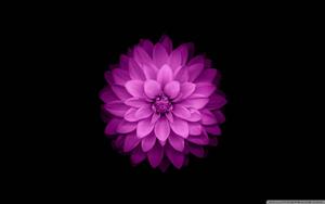 Intensely Colored Purple Flower Against the Unique Design of Apple Wallpaper