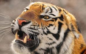 Intensity of a Tiger's Glare tiger wallpaper