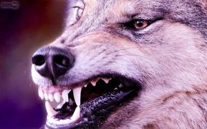 Intimidating Glare of an Angry Wolf wolf wallpaper