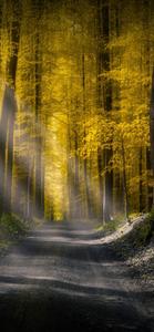 IPhone 13 Pro Max Autumn Forest iphone 13 pro max wallpaper