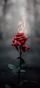 Iphone Aesthetic Flaming Rose iphone aesthetic wallpaper