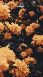 Iphone Aesthetic Yellow Flowers iphone aesthetic wallpaper