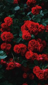 Iphone Red Aesthetic Flowers iphone aesthetic wallpaper