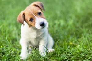 Jack Russel Terrier Puppy Picture puppy wallpaper